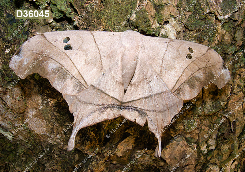 Dysdaemonia brasiliensis (Arsenurinae, Saturniidae, Lepidoptera)